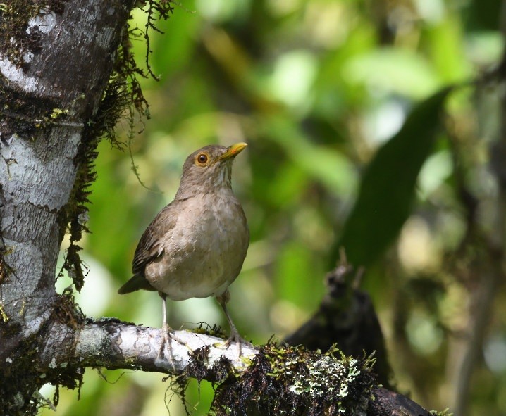 Ecuadorian Thrush - ML637926297