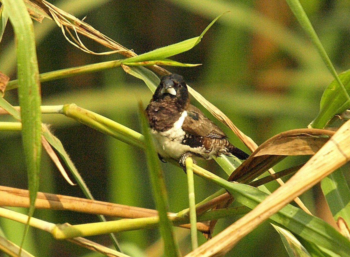 Kleinelsterchen - ML637926322