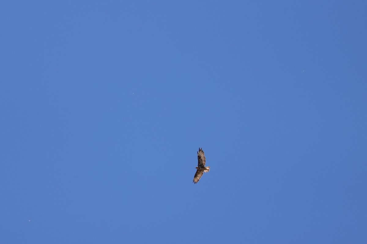 Common Buzzard (Canary Is.) - ML637926324