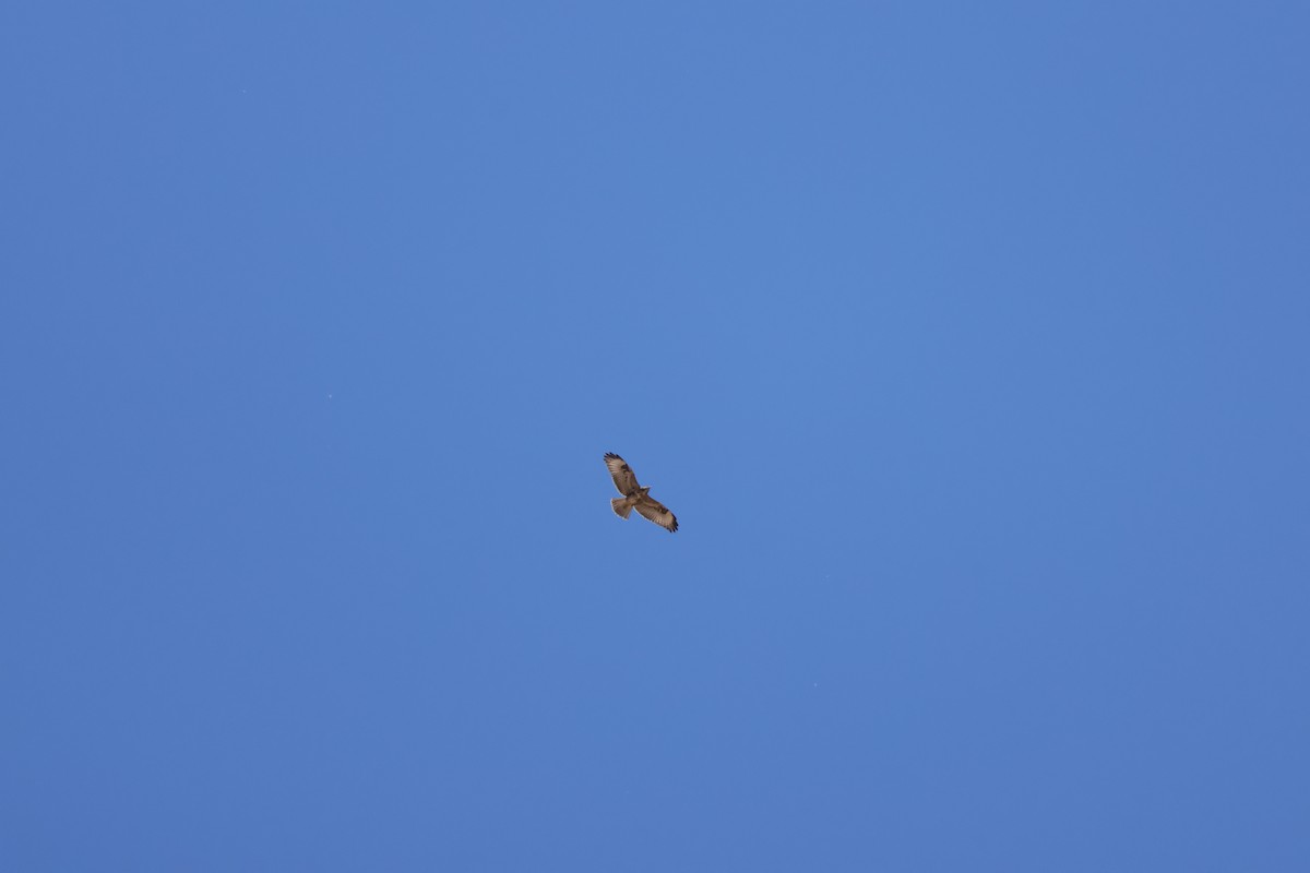 Common Buzzard (Canary Is.) - ML637926325