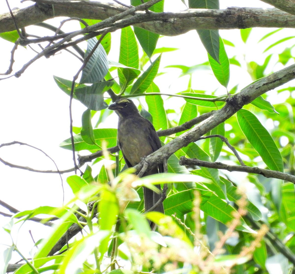 Cinnamon-bellied Saltator - ML637926345