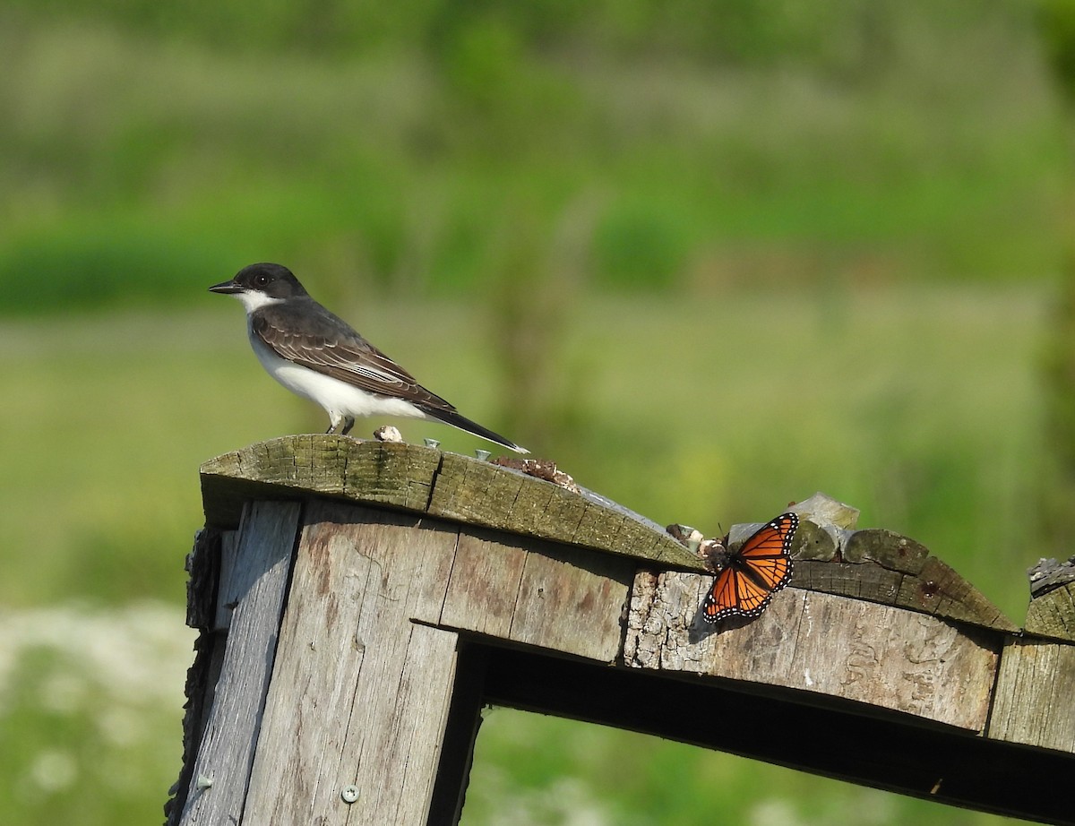 Eastern Kingbird - ML637926397