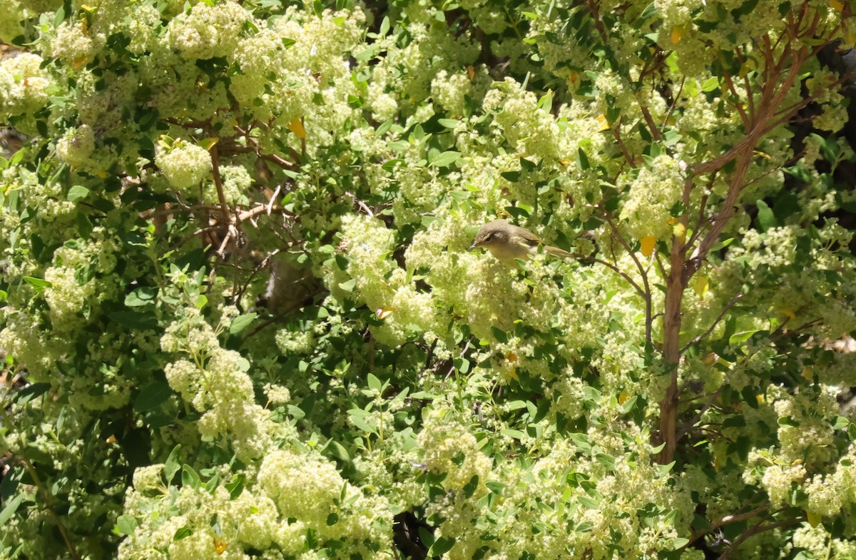 Canary Islands Chiffchaff - ML637926439