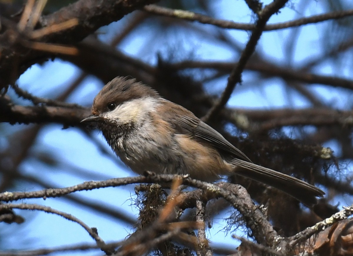 Gray-headed Chickadee - ML637926449
