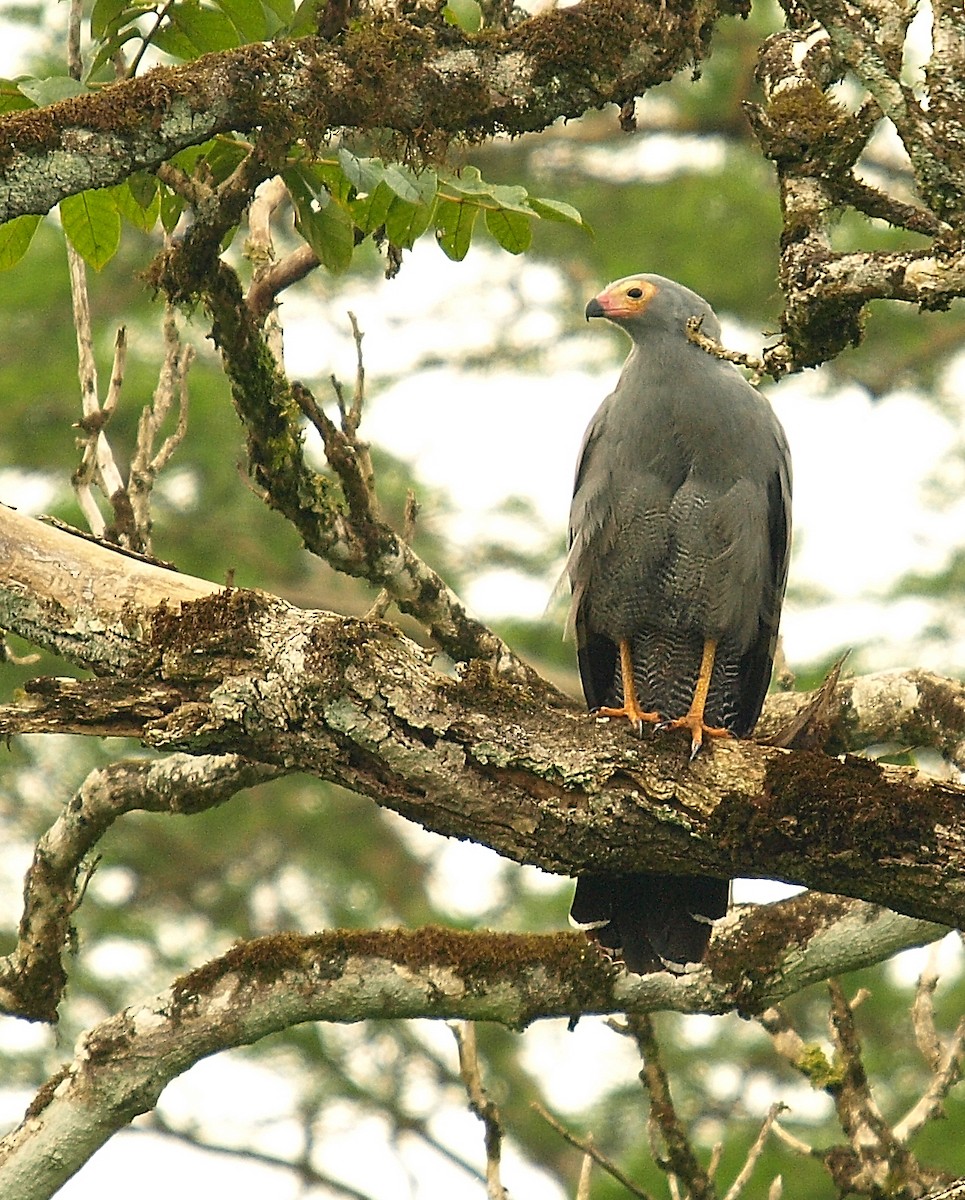 Gymnogène d'Afrique - ML637926450