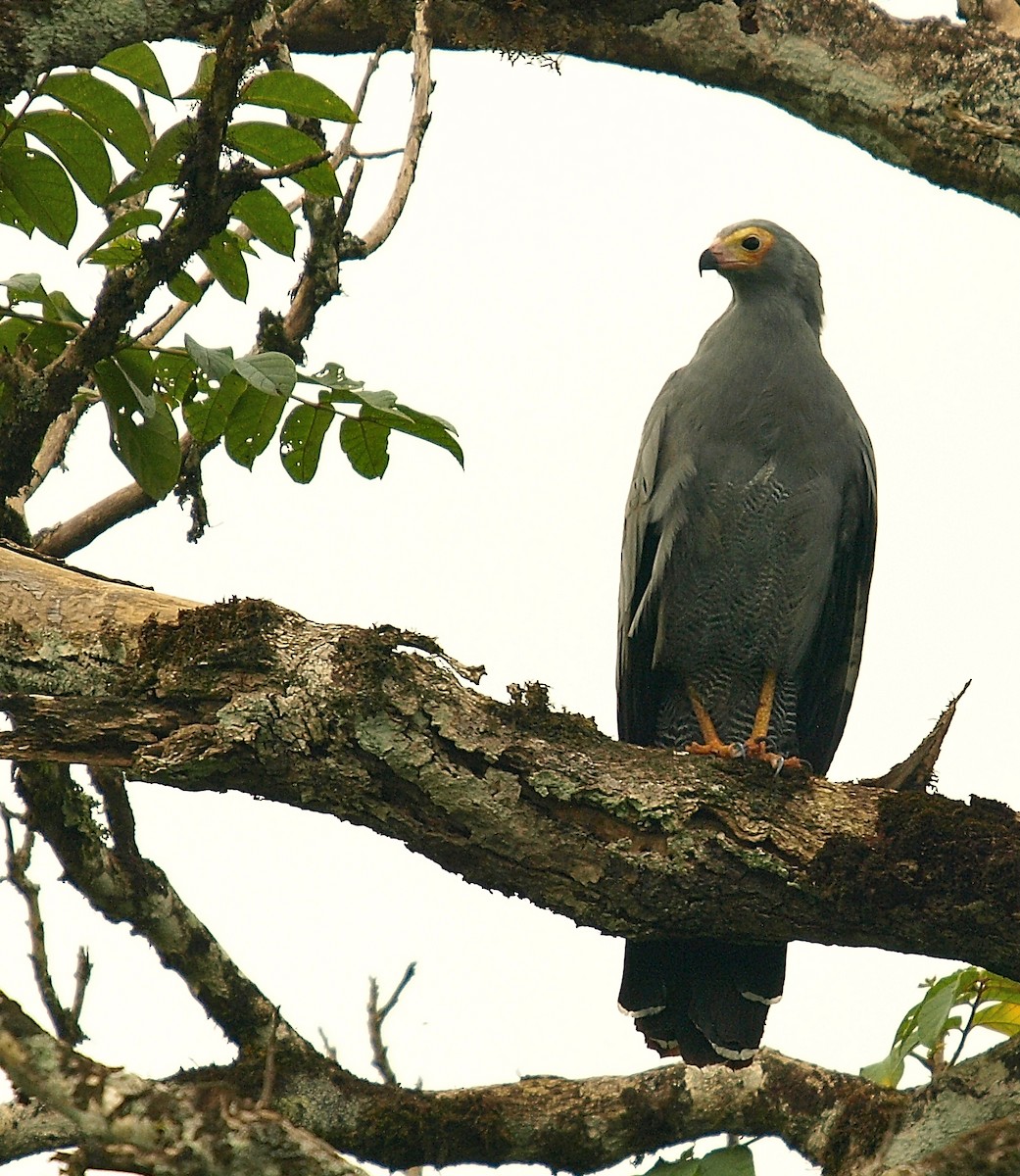 African Harrier-Hawk - ML637926451