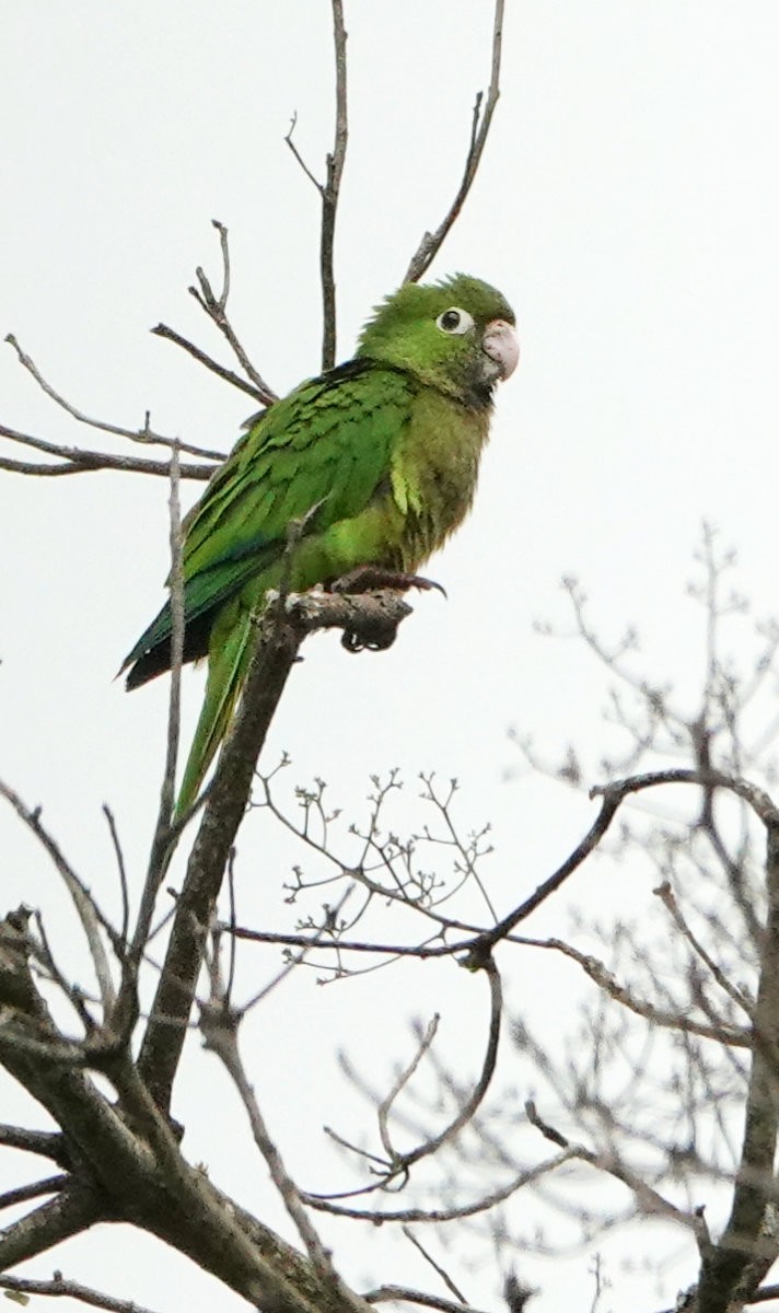 Olive-throated Parakeet - ML637926488