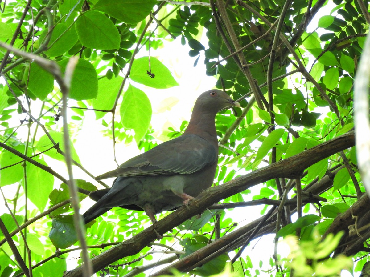Red-billed Pigeon - ML637926497