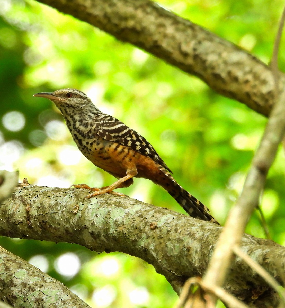Band-backed Wren - ML637926521
