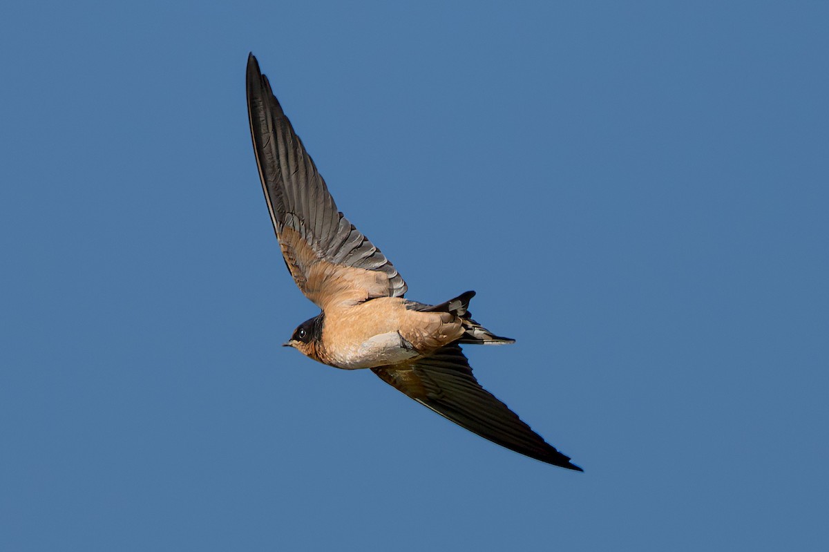 låvesvale - ML637926559