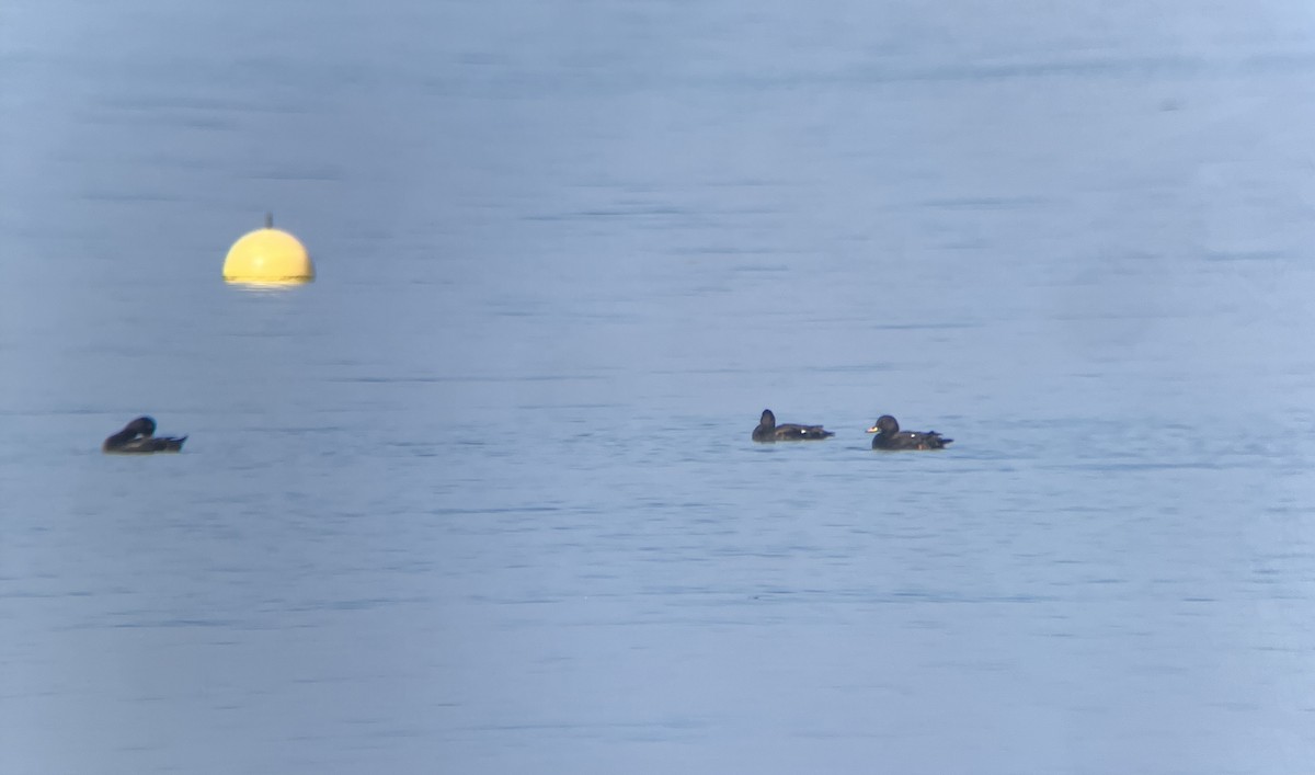 Velvet Scoter - ML637926564