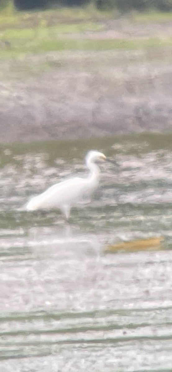 volavka bělostná - ML637926567