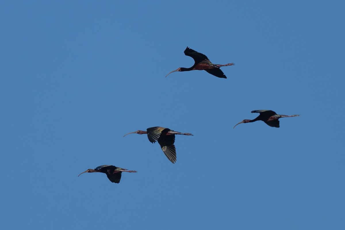 hvitgrimeibis - ML637926578