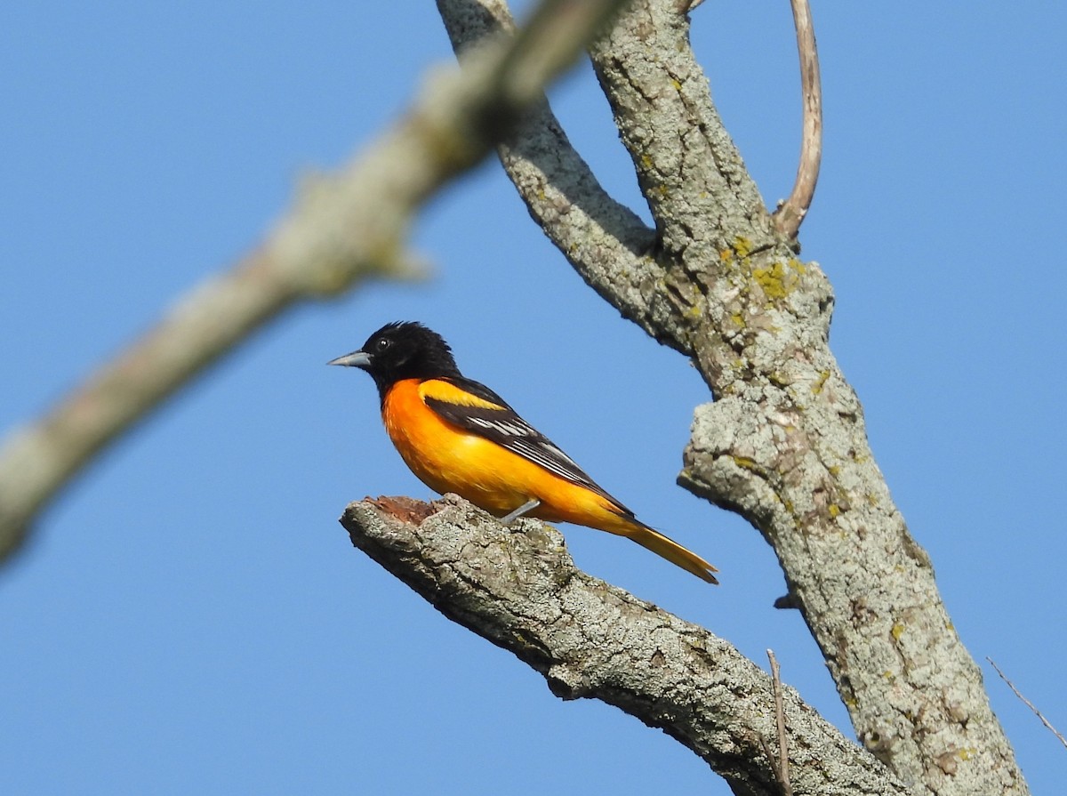 Baltimore Oriole - ML637926580