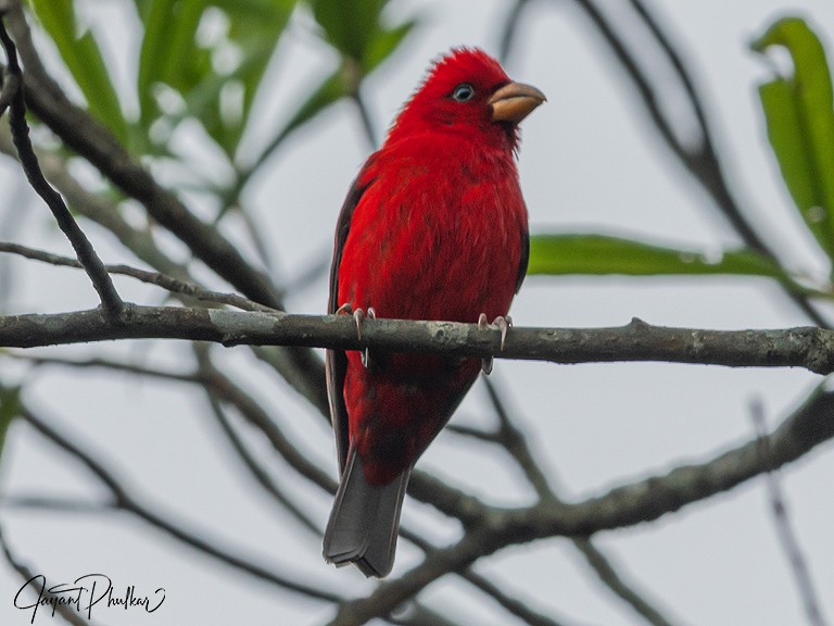 Scarlet Finch - ML637926655