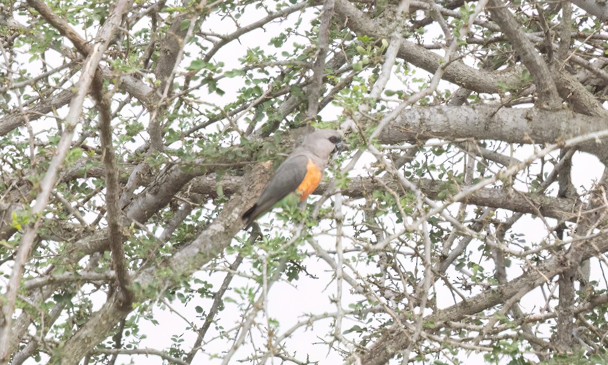Red-bellied Parrot - ML637926662