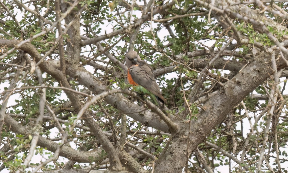 Red-bellied Parrot - ML637926663