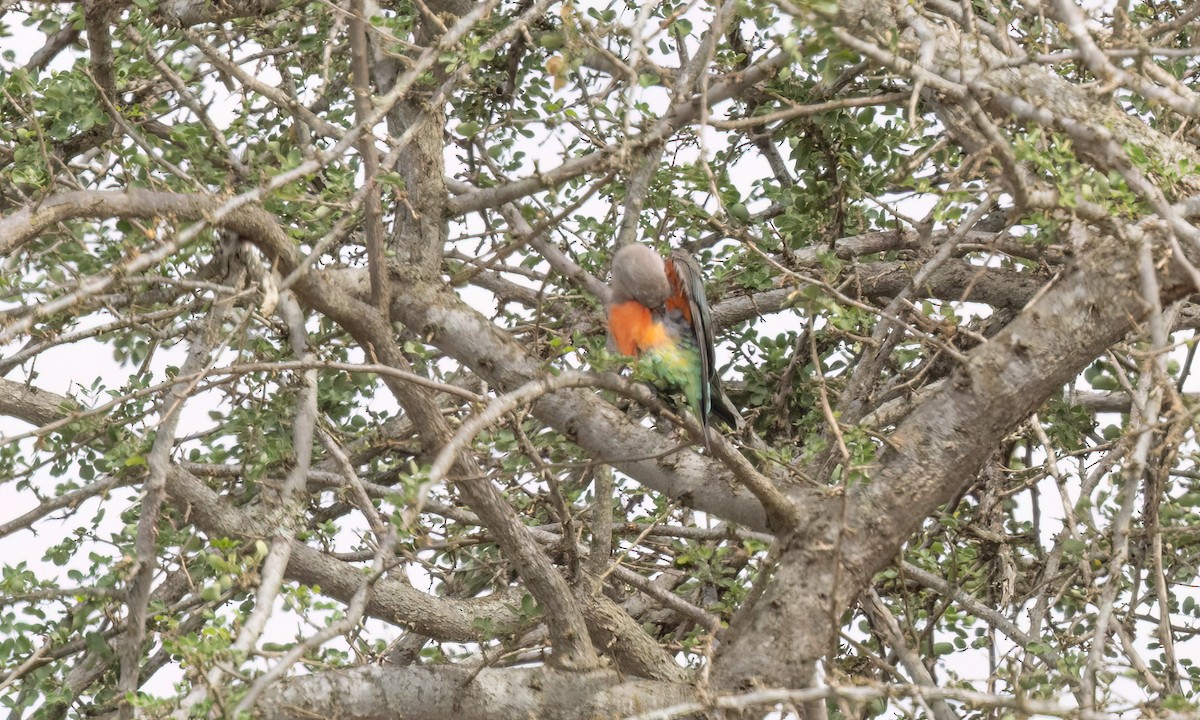 Red-bellied Parrot - ML637926665