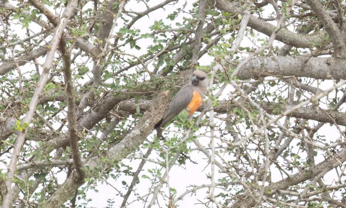 Red-bellied Parrot - ML637926666