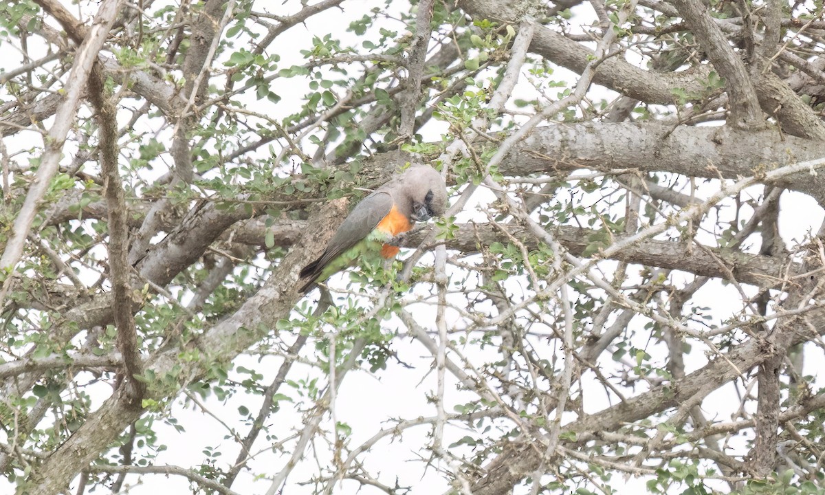 Red-bellied Parrot - ML637926667