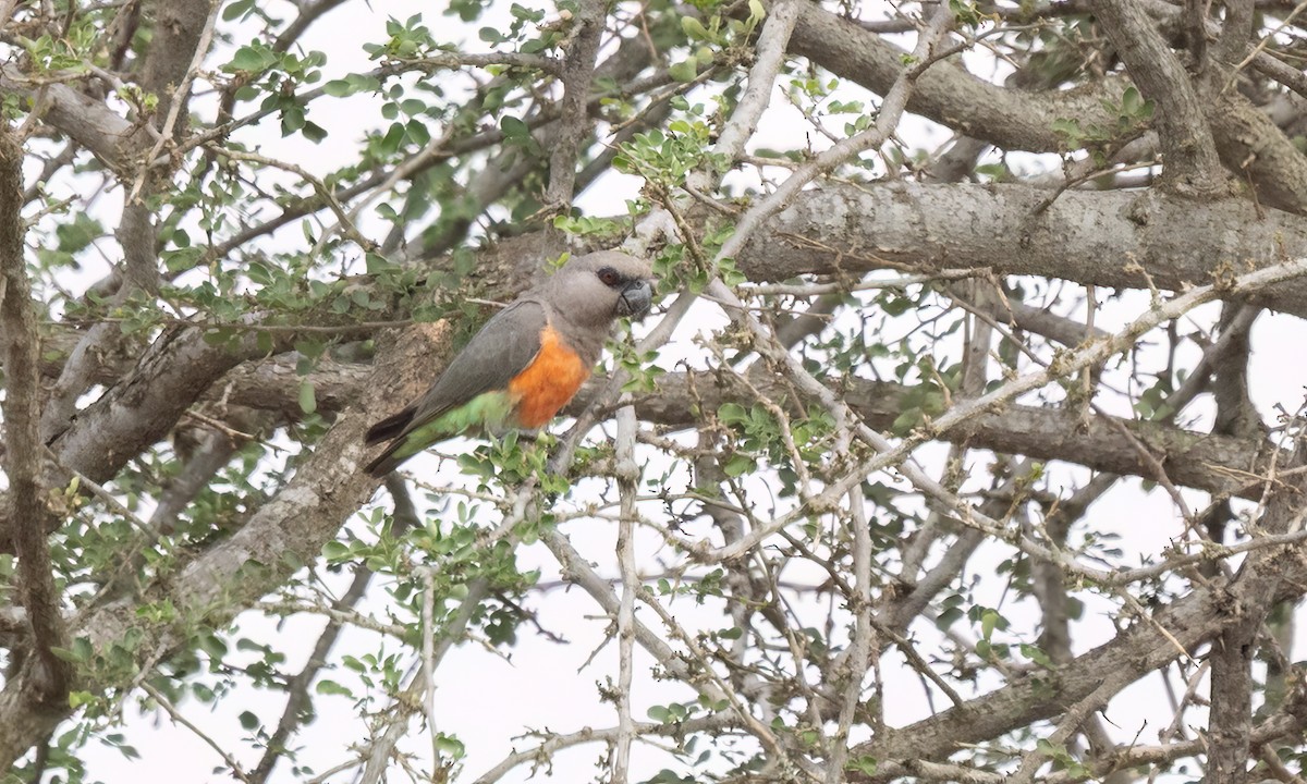 Red-bellied Parrot - ML637926668