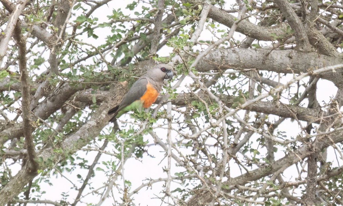Red-bellied Parrot - ML637926669