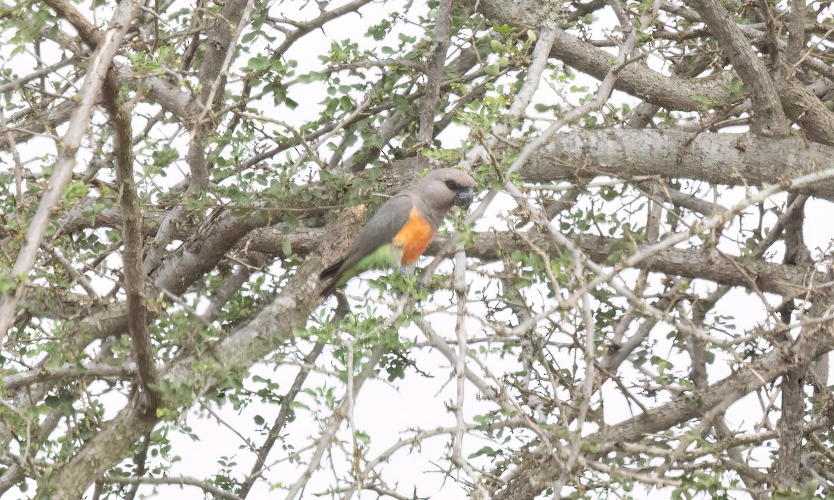 Red-bellied Parrot - ML637926670