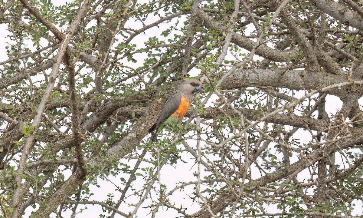 Red-bellied Parrot - ML637926671