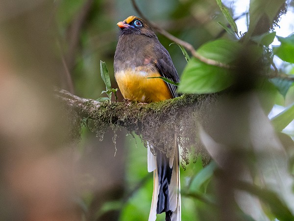 Ward's Trogon - ML637926711