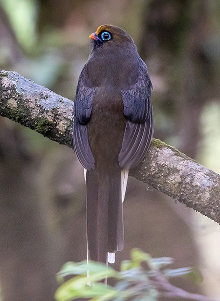Ward's Trogon - ML637926712