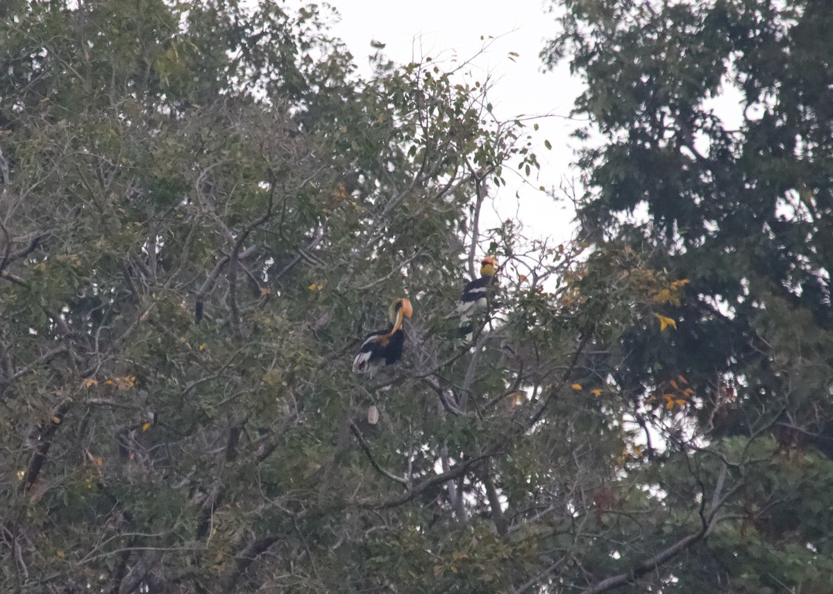 Great Hornbill - ML637926714