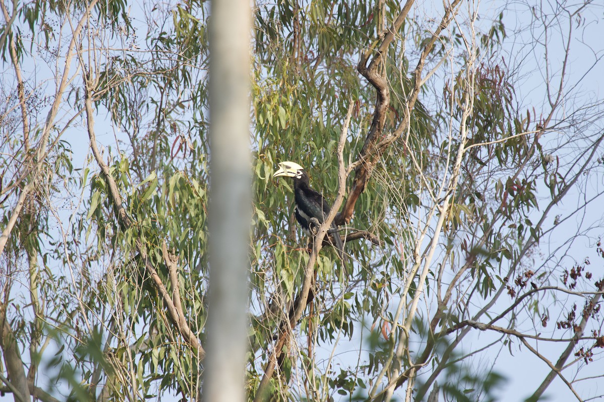 Oriental Pied-Hornbill - ML637926722
