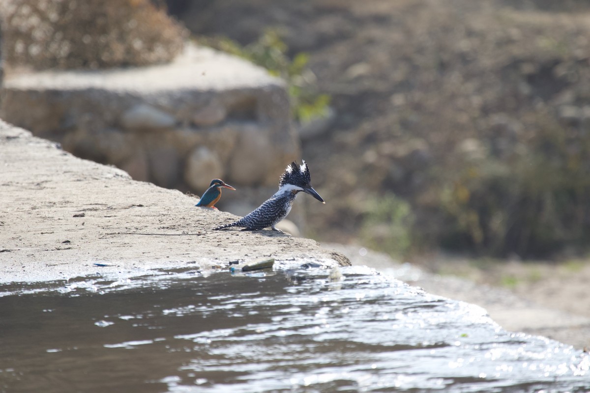 Crested Kingfisher - ML637926726