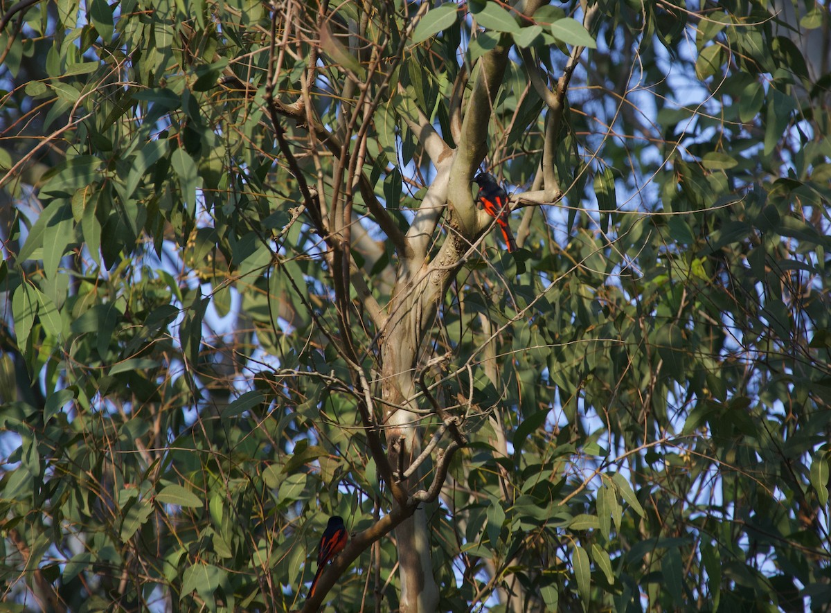 Kırmızı Minivet - ML637926730