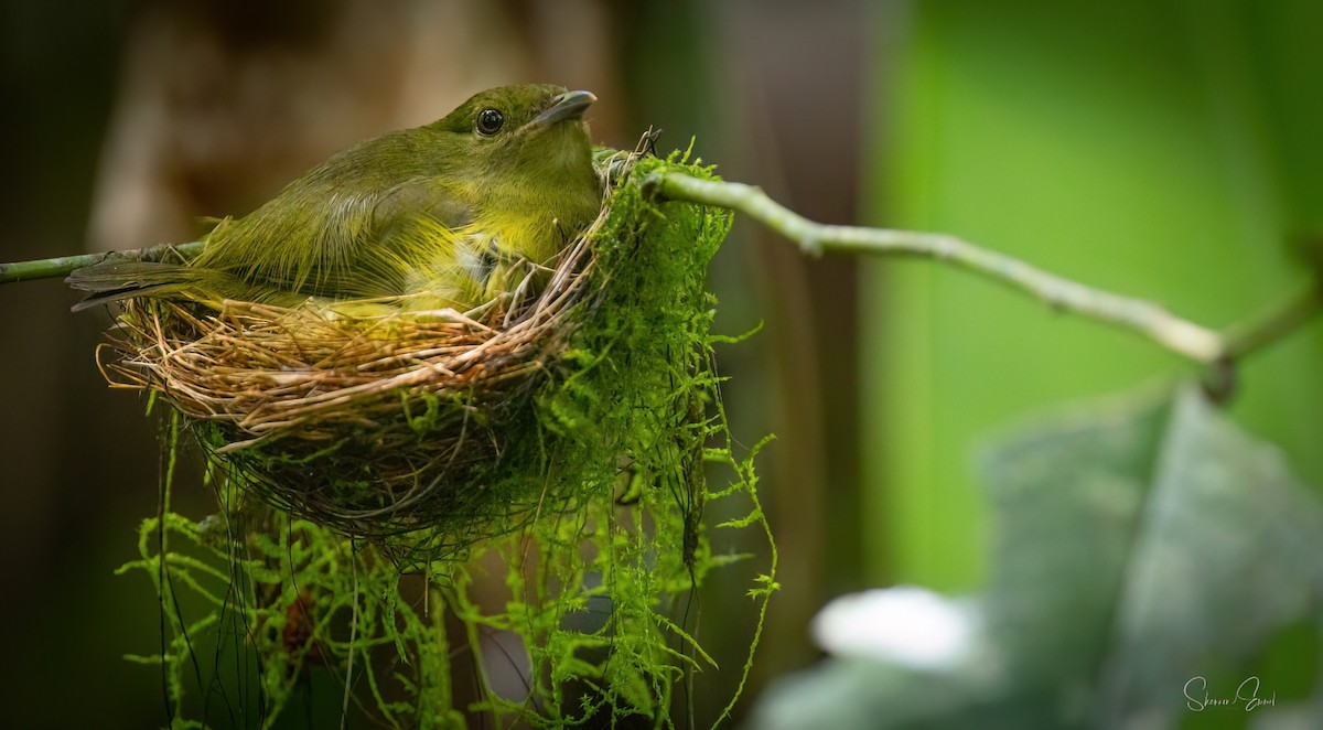 White-collared Manakin - ML637926778