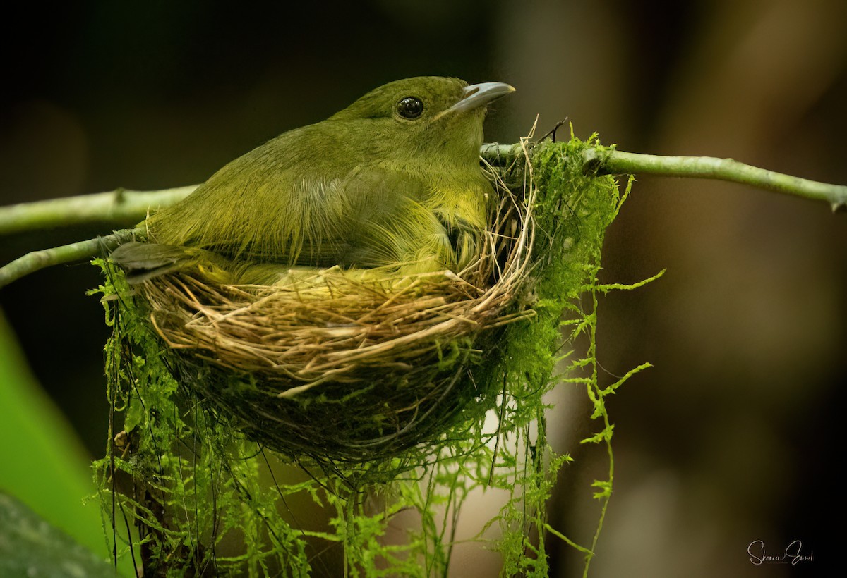 White-collared Manakin - ML637926779