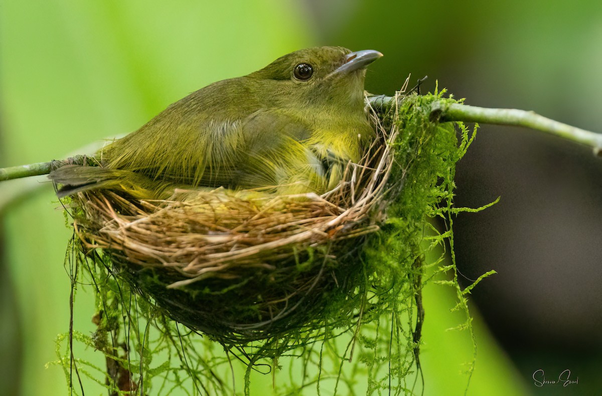 White-collared Manakin - ML637926780