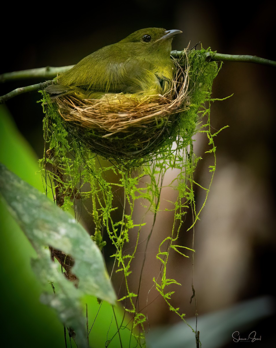 White-collared Manakin - ML637926782