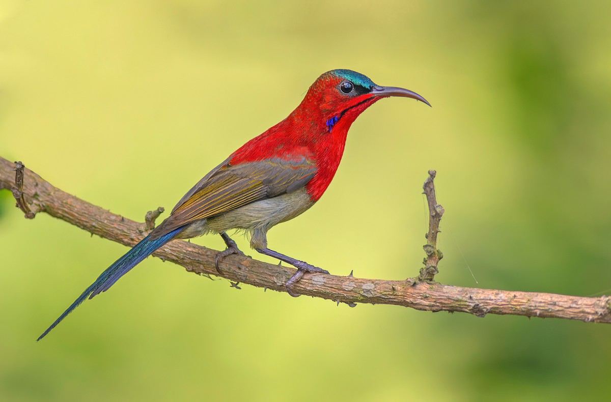 Crimson Sunbird - ML637926800