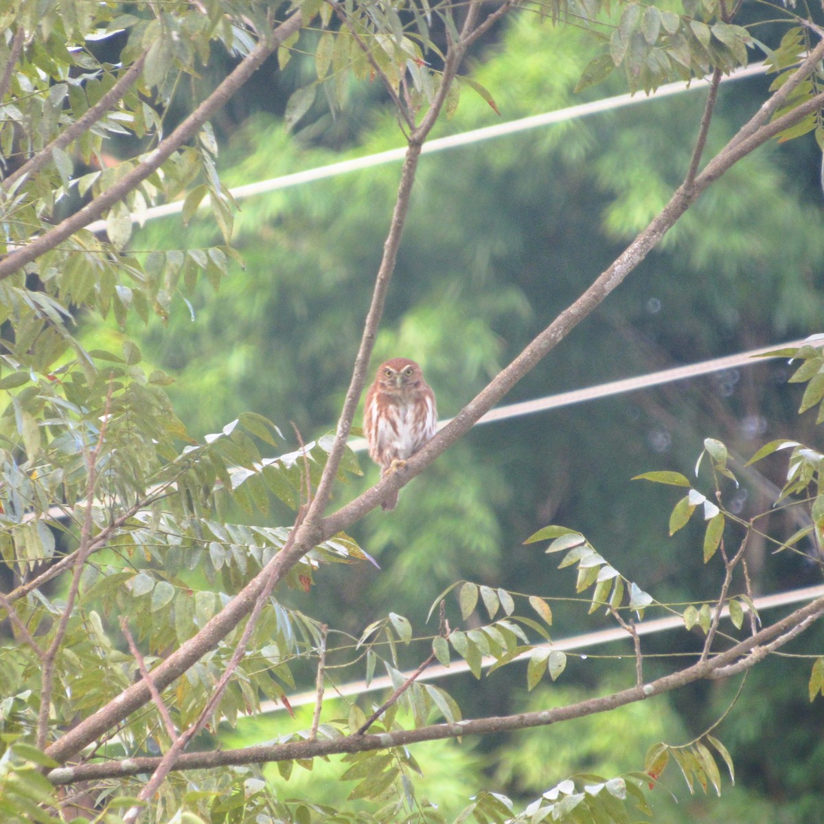 Ferruginous Pygmy-Owl - ML637926807