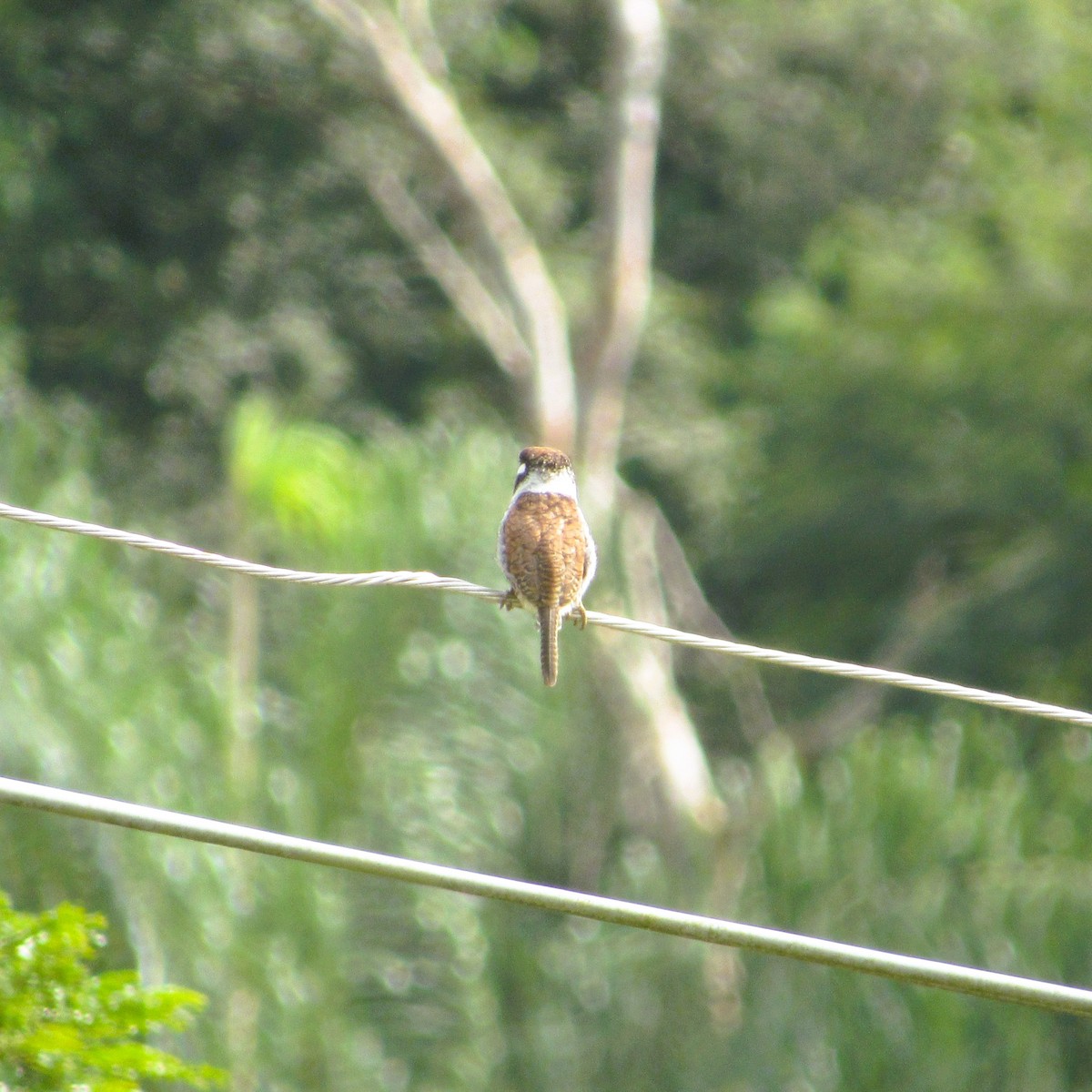 White-eared Puffbird - ML637926815