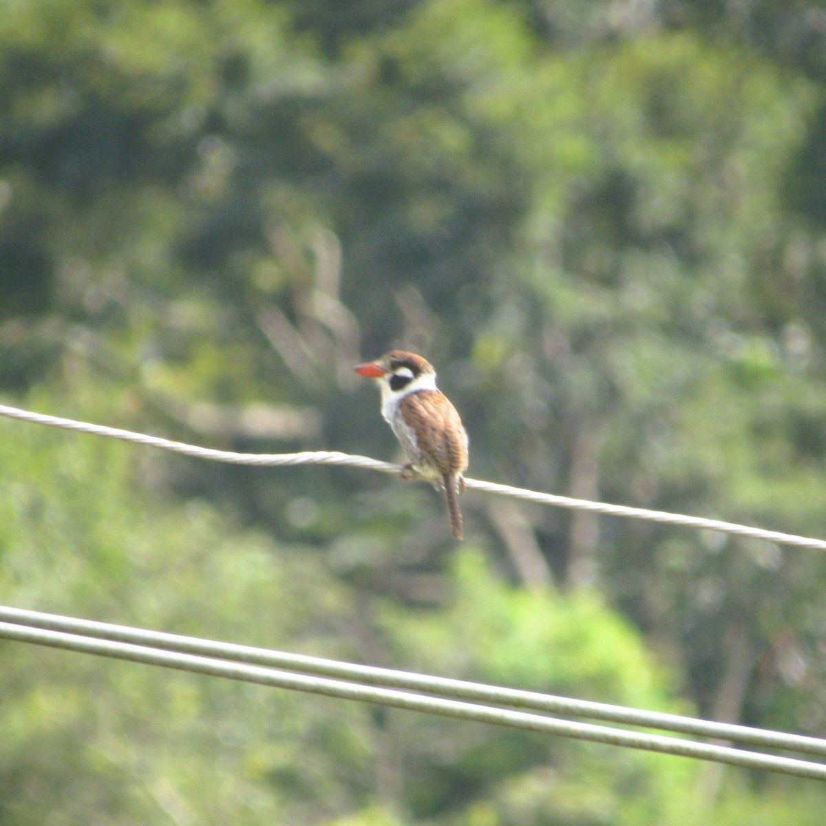 White-eared Puffbird - ML637926816