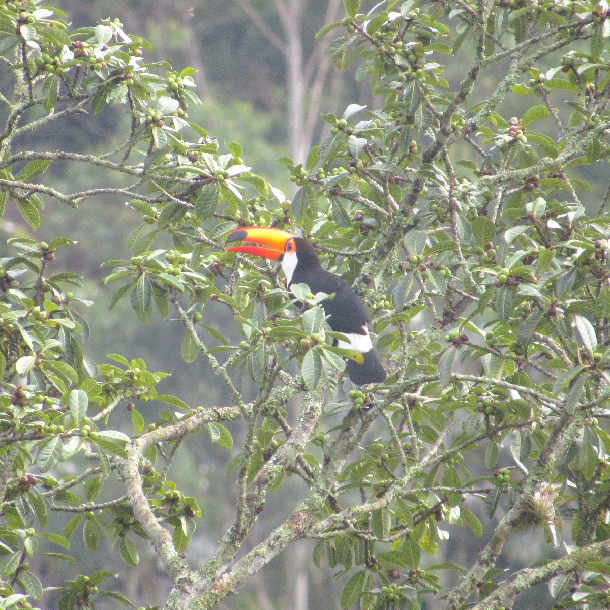 Toco Toucan - ML637926828