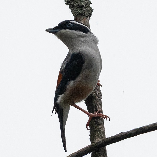 White-browed Shrike-Babbler - ML637926830
