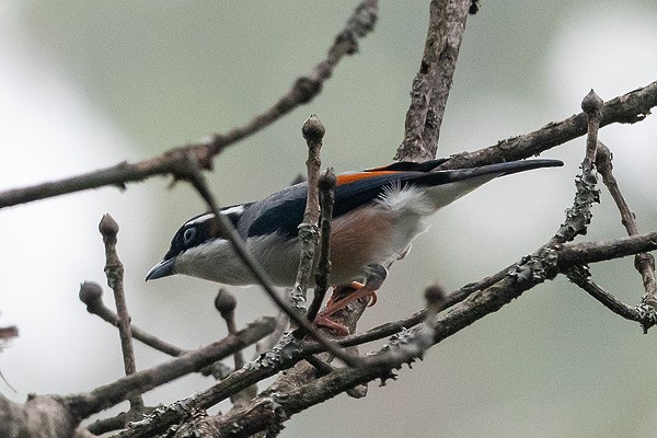 White-browed Shrike-Babbler - ML637926831