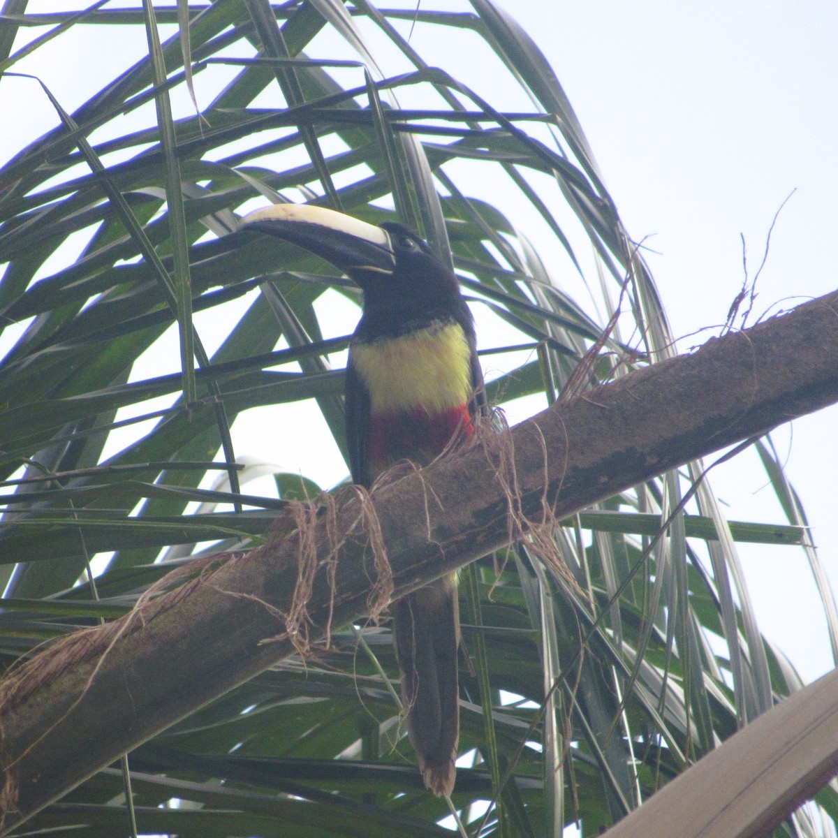 Black-necked Aracari - ML637926839