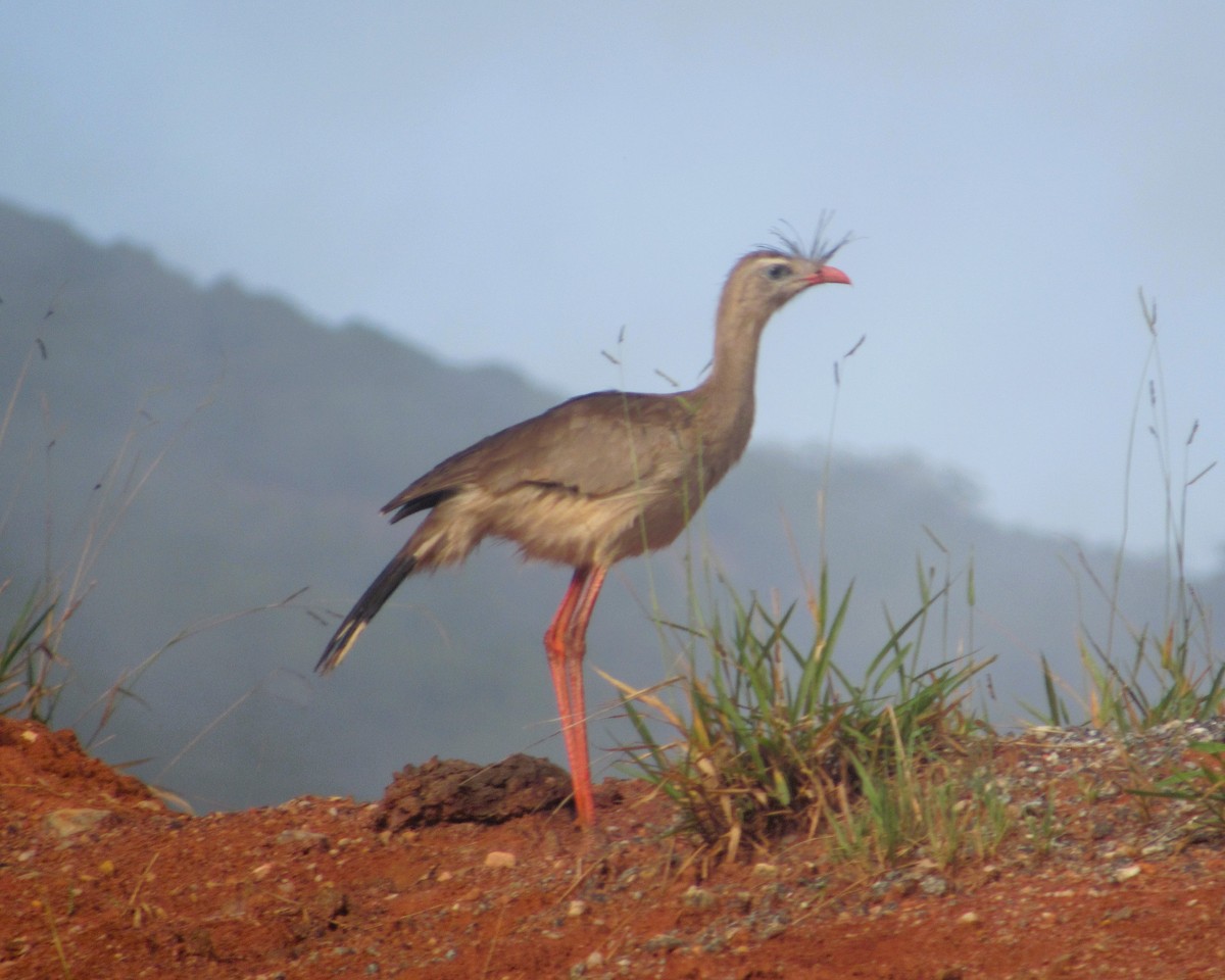 Red-legged Seriema - ML637926848