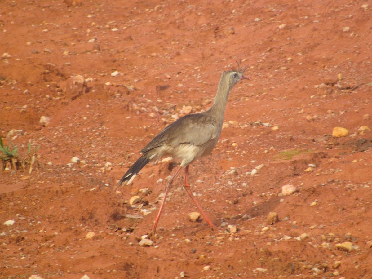 Red-legged Seriema - ML637926849
