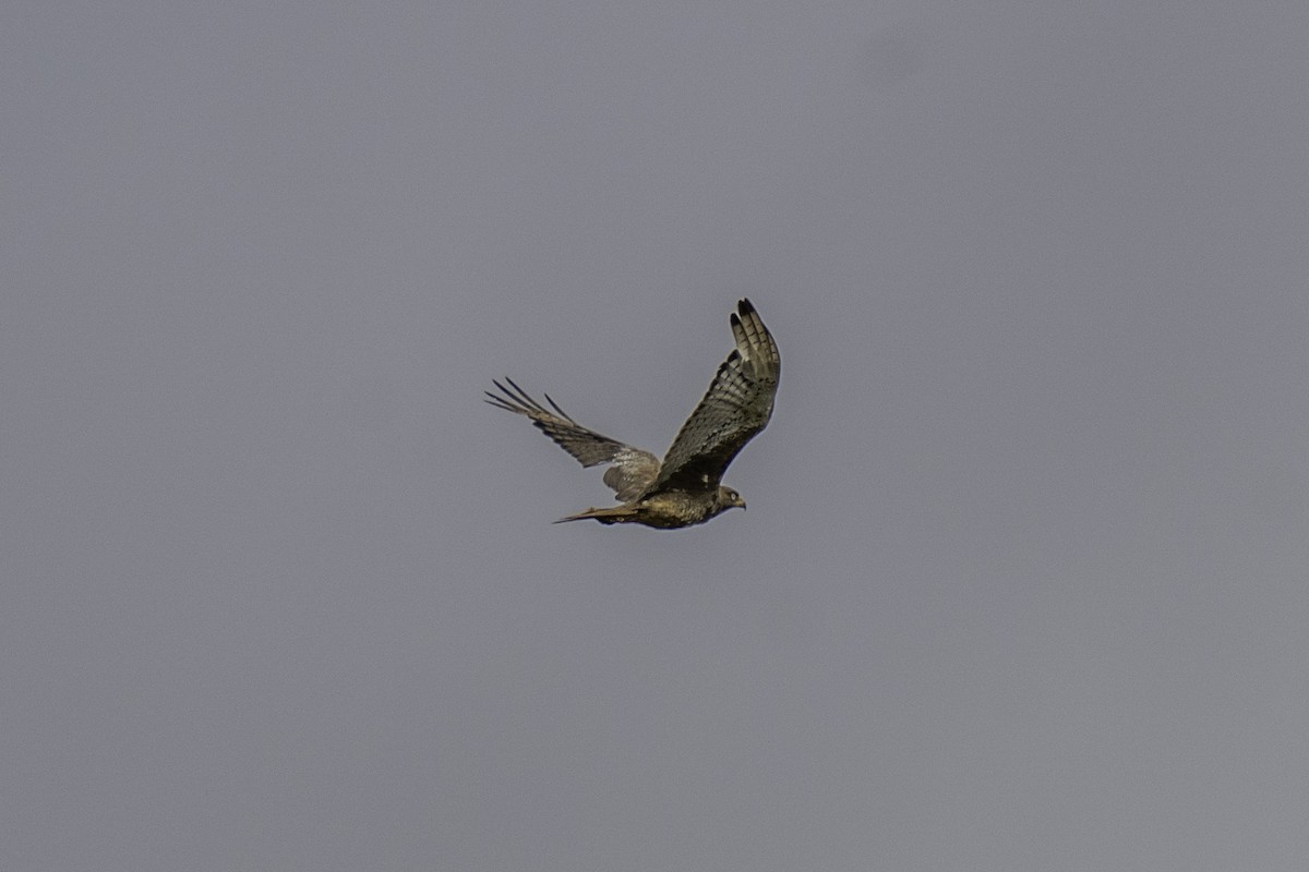 White-eyed Buzzard - ML637926871
