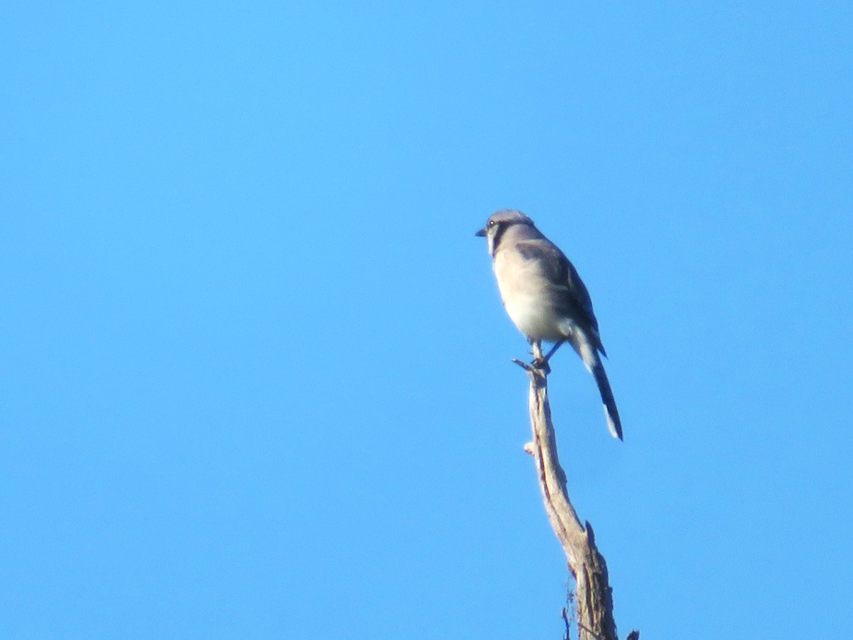 Blue Jay - ML637926872
